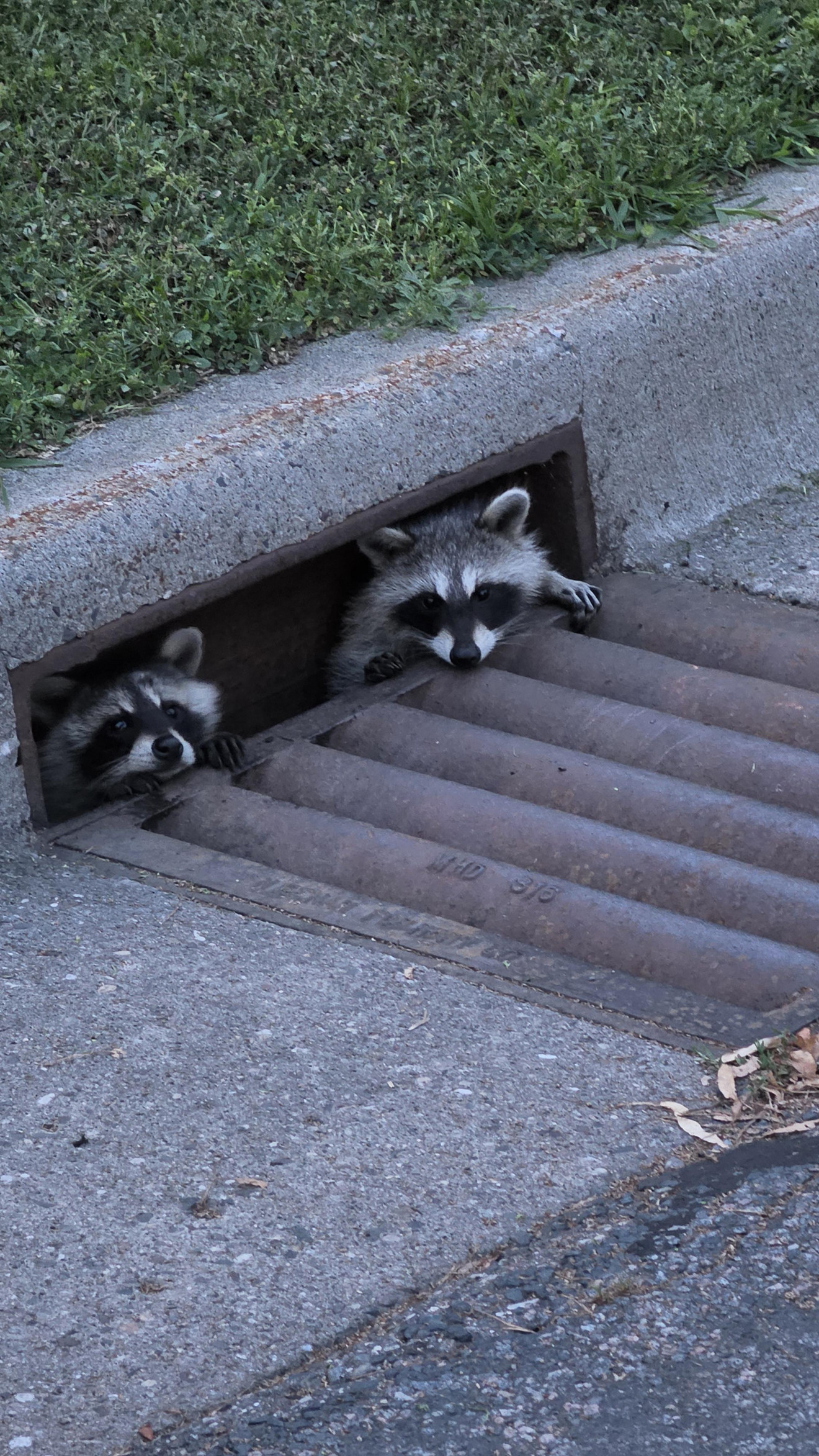 Some cuties I saw on my walk today