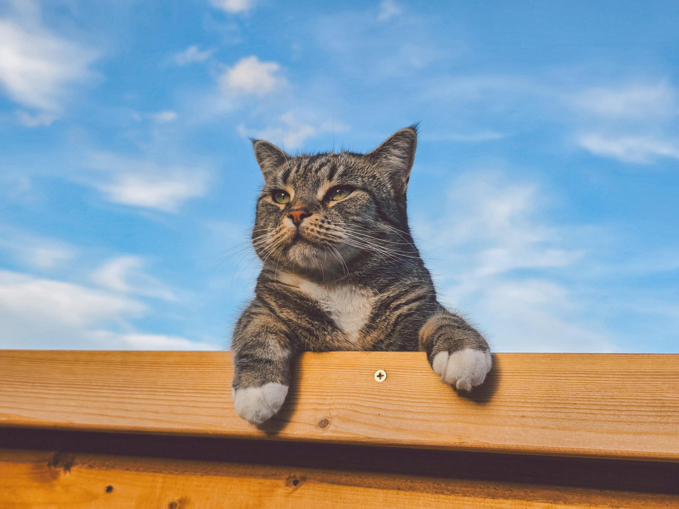 A more majestic shed roof portrait of Tigger after I climbed up to her level