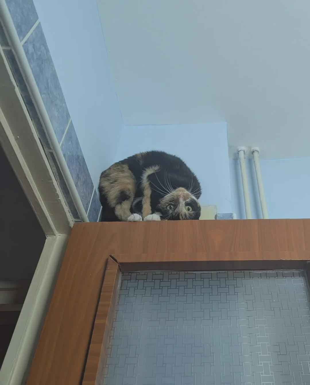 I think he's an Australian cat