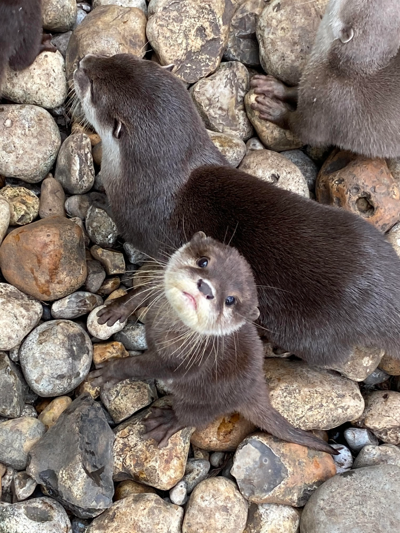 Baby otter from a zoo ..