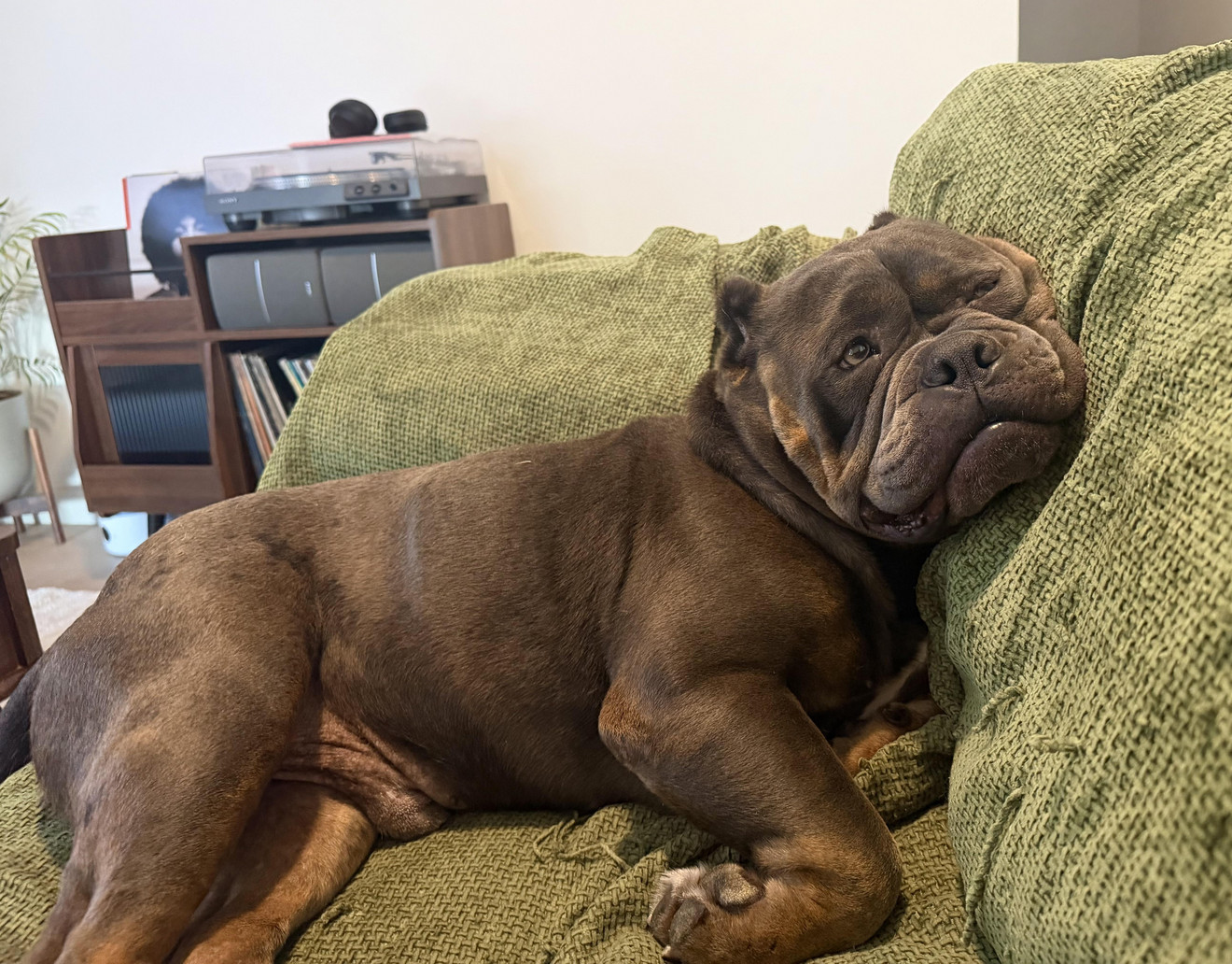 My foster boy on his second day with me. He is already feeling safe and comfy.