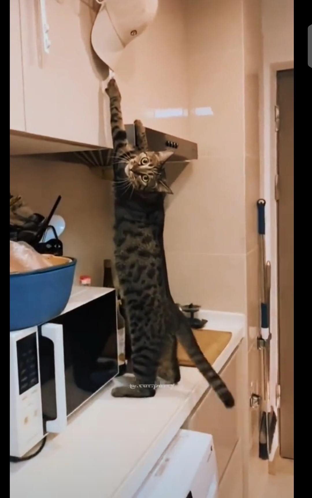 The cat was caught red-handed. If it were a movie, what would it be called?