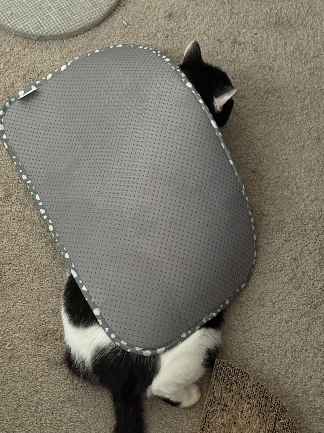 She Flipped Her Food Bowls Over So She Can Wear The Mat