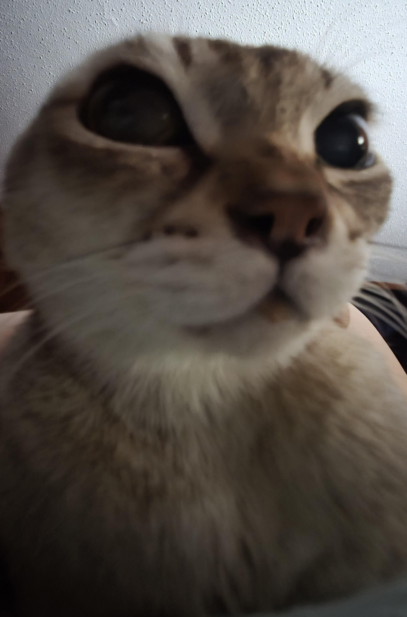 What is this creature on my chest?