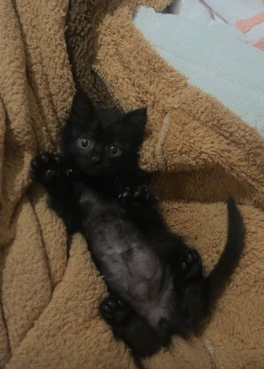 Adopt a kitten I’m so in love with him his name is Tyrion 🖤🐾