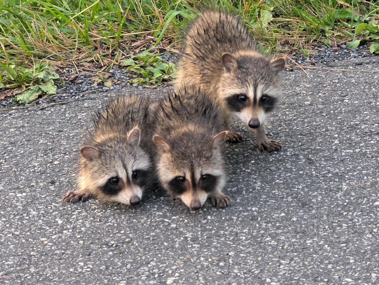 I saw three shy Raccoonlets